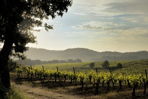 rivel-area-vineyards 